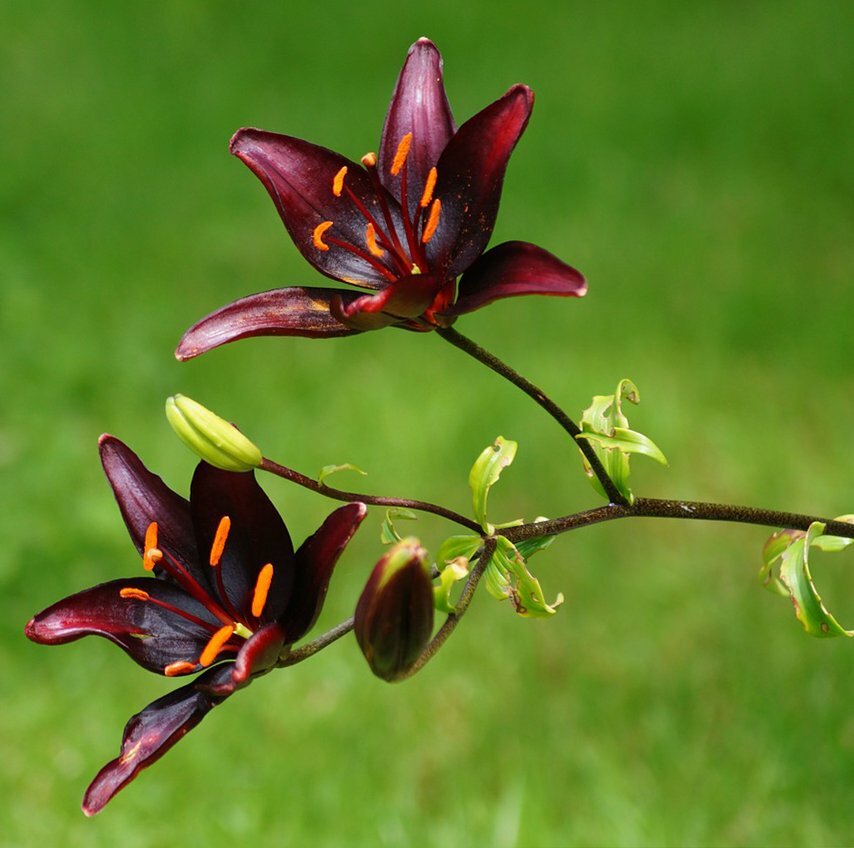 Flower in Triad Color Scheme of Green, Purple and Orange